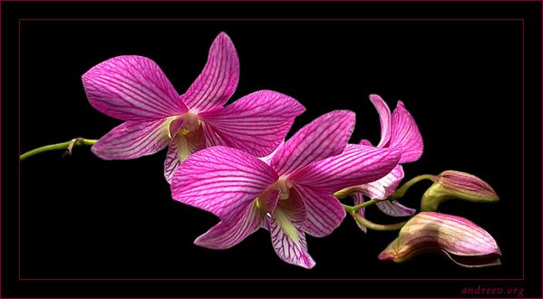 Дикая розовая орхидея.