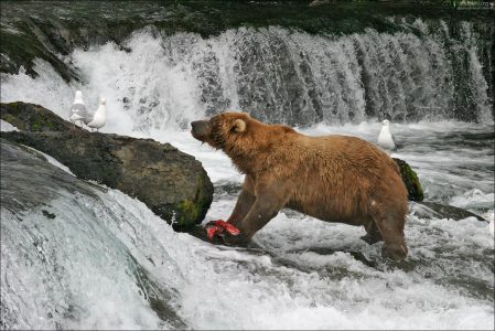 Альфа-самец и чайки.