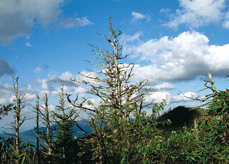 Вершина горы Mount LeConte. Great Smoky Mountains. Май, 2001 год.