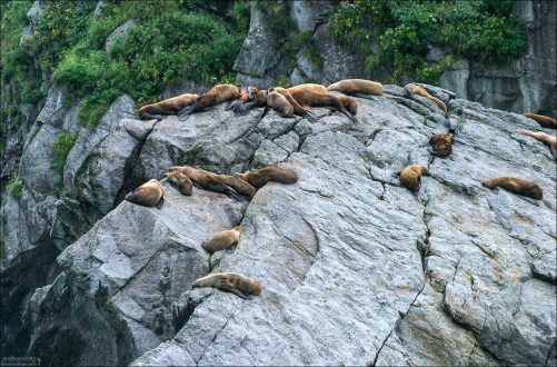 Колония сивучей (Steller sea lions).