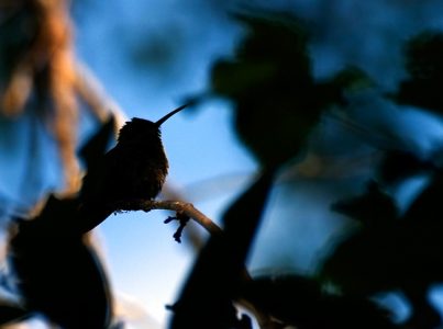 Колибри в контровом свете.