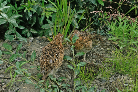 Куропатки-пеструшки (Rock ptarmigans) в летнем оперении.