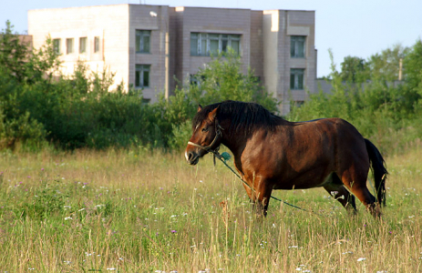 Гнедой на лужайке около университета.