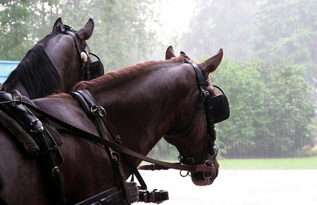 Лошади под летним дождем.