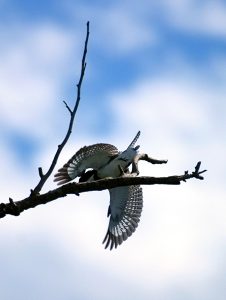 Зимородок с эффектно раскрытыми крыльями. Заповедник Crooked Tree.
