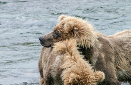 Дозорный медвежонок.