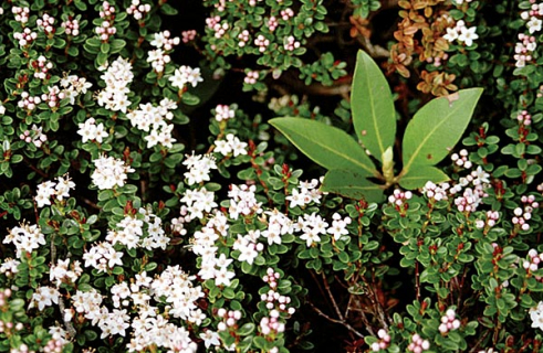 Sand myrtle на вершине горы Mount LeConte.