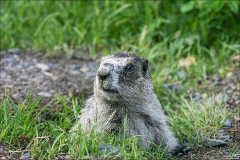 Мармот (Hoary marmot), выглядывающий из своей норы.