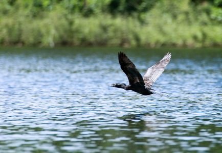 Хищная птица Anhinga (Змеешейка обыкновенная) над ручьем Spanish Creek. Заповедник Crooked Tree.