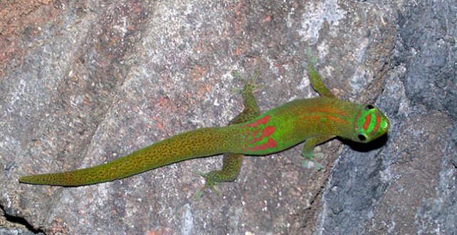 Любопытный маленький дракон в боевой окраске.