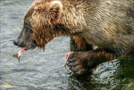 Самое вкусное в лососе - его хвост.