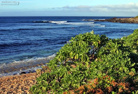 Куст гелиотропа (Tournefortia argentea) на пляже Ho'okipa.