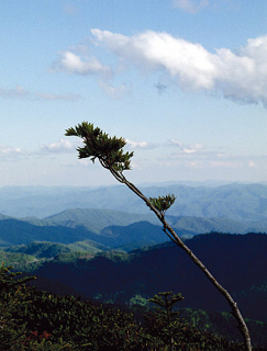 Панорама с вершины горы Mount LeConte.
