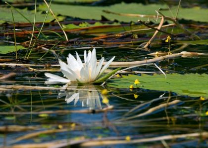 Кувшинка в ручье Spanish Creek. Заповедник Crooked Tree.