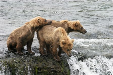 Тройной медвежий дозор. Трое уставших и мокрых медвежат посреди реки, высматривают родительницу, отправившуюся на рыбалку. На этом месте они провели около 4 часов.