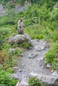 Мармот, он же байбак в стойке. Тропа Harding Ice field trail.
