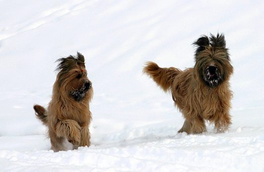 Собачье счастье. Национальный парк Gran Paradiso.