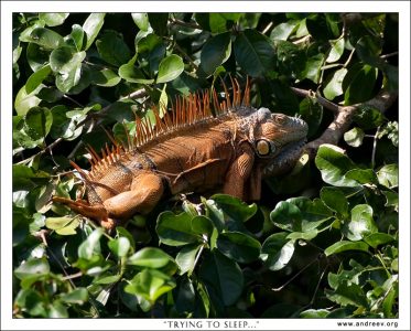 Ярко-оранжевый самец игуаны пытается заснуть в кроне дерева.
