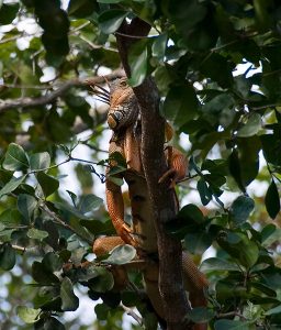 Разбуженный и недовольный самец сухопутной игуаны.