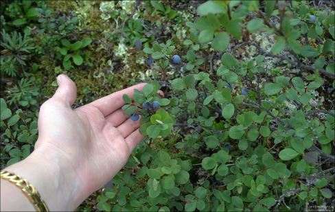 Аляскинская голубика.