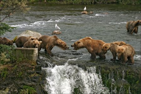 Нападение группы "Гопников" на Мать и медвежат.