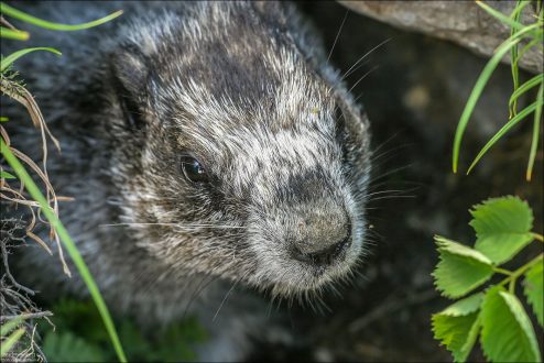 Испуганная мордочка мармота.