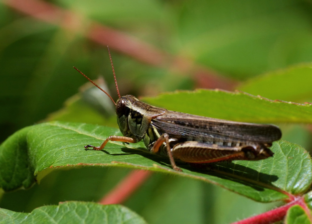 Кузнечик греется на листе в парке Mt. Philo State Park.