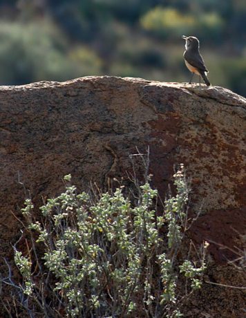 Пробная распевка после обеда.