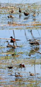 Желтолобые яканы (темно-коричневые) с птенцами. Заповедник Crooked Tree.