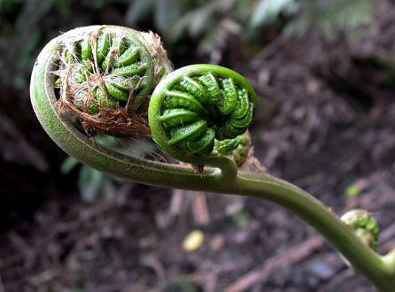 В джунглях. Pu'u 'O'o Hike.