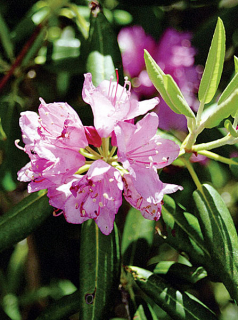 Рододендрон catawba. Тропа Alum Cave Bluffs Trail.