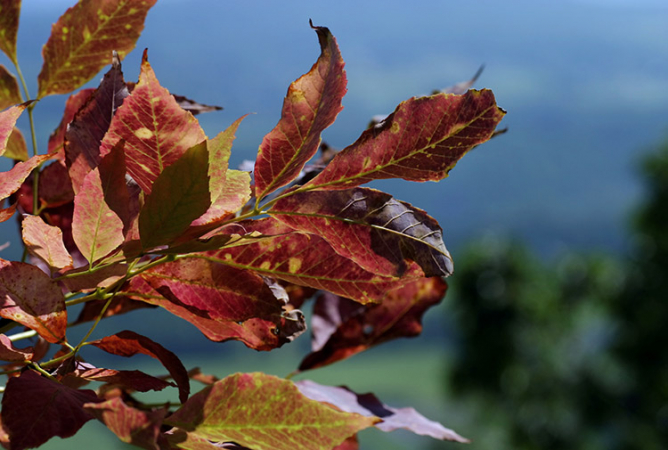 Осень пришла в Вермонт. Mt. Philo State Park.