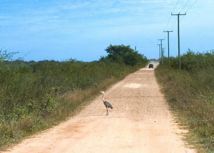 Грунтовая дорога, соединяющая Северное шоссе с заповедником Crooked Tree.