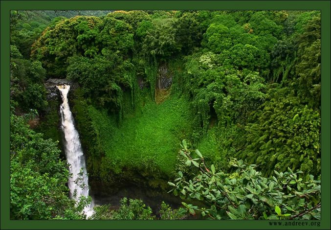 "Мощь джунглей". Зачастую растительность в джунглях такая плотная, что не видно где обрывается плато. Помогает ориентироваться только шум водопадов.