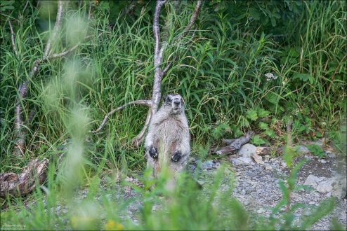 Мармот (байбак) насторожился.
