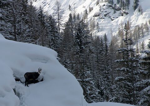 Впервые увиденная нами серна (chamois, произносится "шемуа").