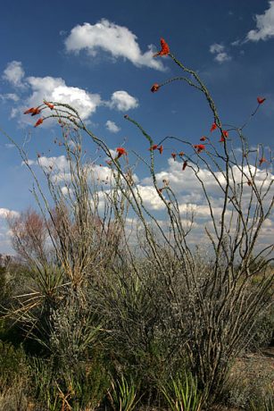 Цветущие окотилло вдоль дороги к Rio Grande village.