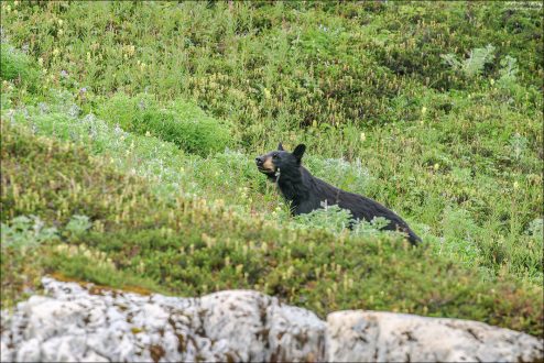 Черный медведь (Black bear) на склоне горы.