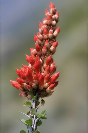 Цветок окотилло.