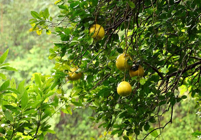 Мармеладное дерево с плодами (Aegle marmelos).