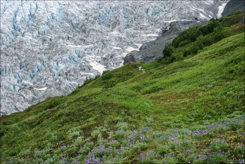 Лето и зима в одном кадре. Ледник Exit Glacier.