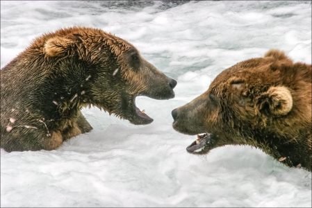 Мама-медведица и взрослый сын.