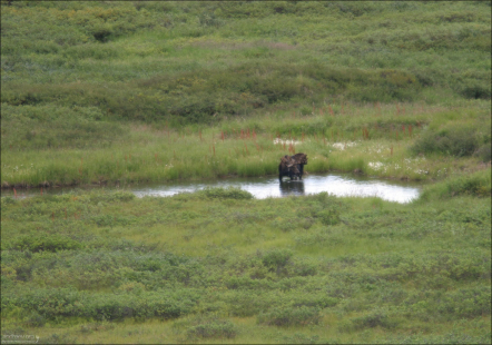 Лось, уплетающий любимые водоросли.