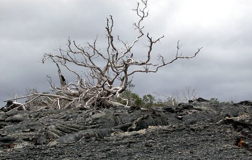 Растительность после извержения.