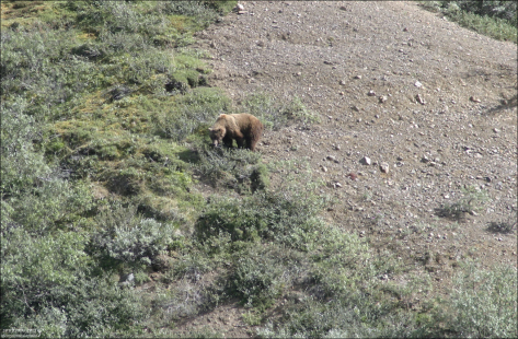 Медведь-гризли в поисках ягод.