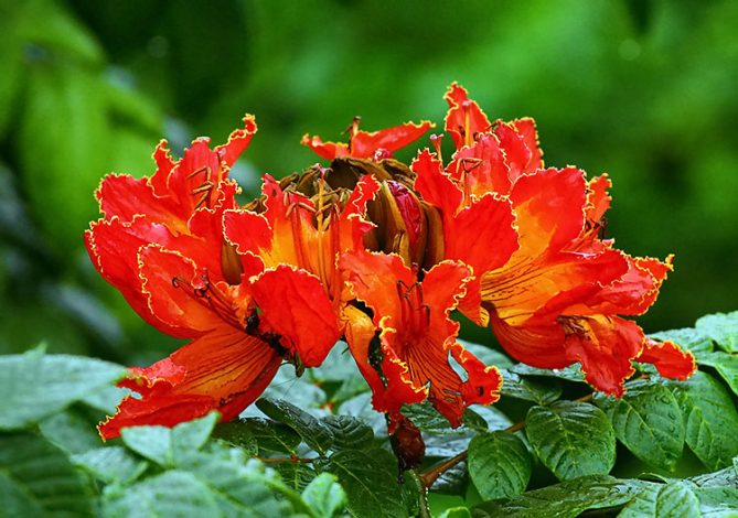 Бутон тюльпанного дерева.