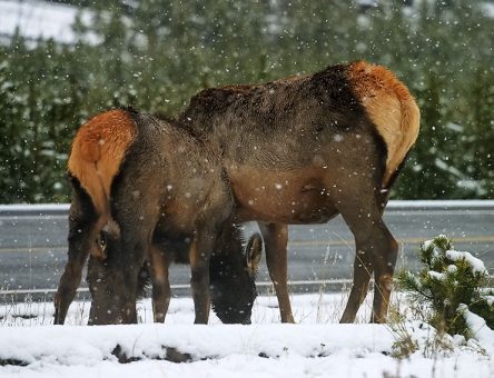 Самочка оленя с детенышем и рождественский снег.