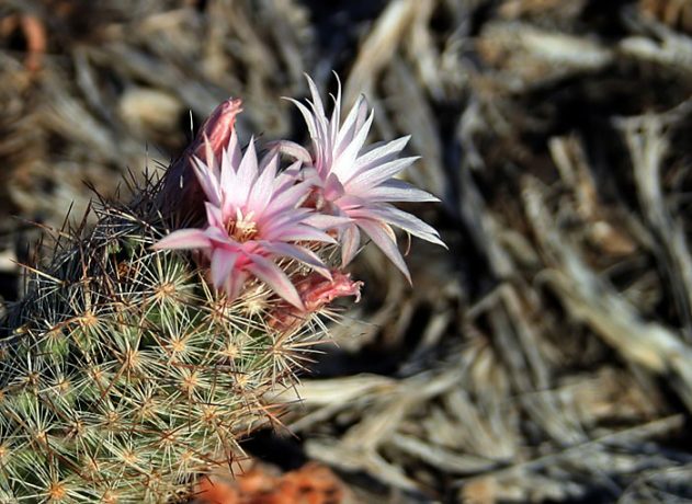 Розовые цветы звездного кактуса.
