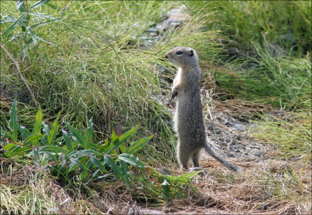 Евражка (Ground squirrel) на стреме.