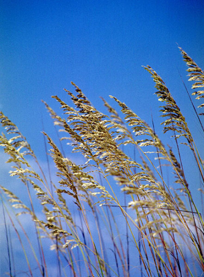 Побережье Мексиканского Залива. Sea oats (морской овес).